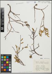 Foto von Salix repens subsp. incubacea (L.) A. Neumann